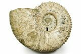 Giant, Bumpy Ammonite (Douvilleiceras) Fossil #372460-1